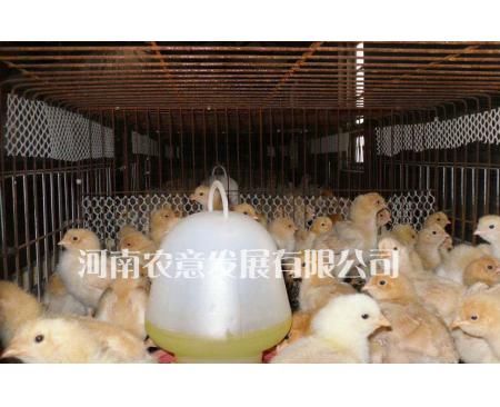 北京油鸡养殖场