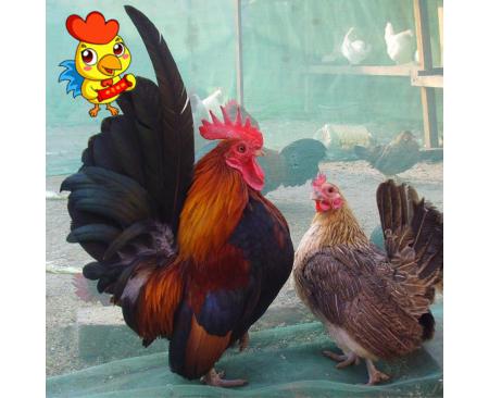 郑州观赏鸡